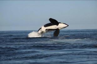 Ballenas orcas: ¿Por qué vienen a costas del Ecuador?